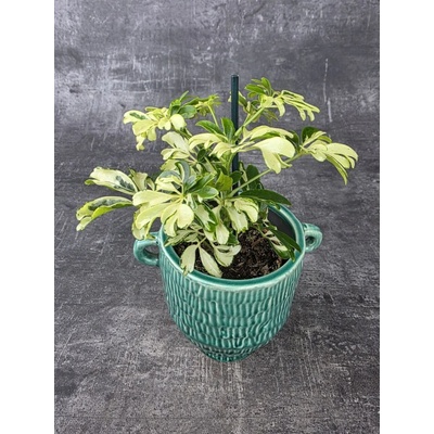 Schefflera Arbor. Janine 9 cm