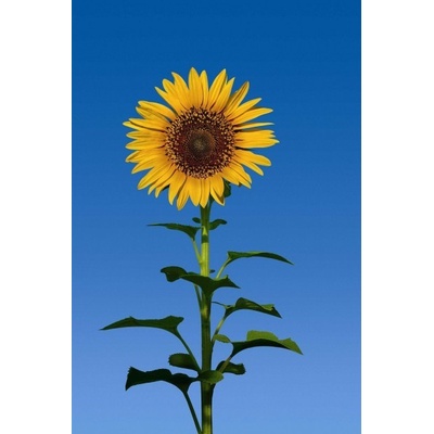 W+G 509 Papírová fototapeta Sunflower, rozměry 86 x 200 cm