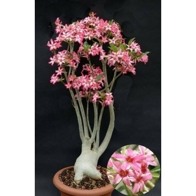 Adenium somalense v. somalense "Pouštní růže" – Zbozi.Blesk.cz