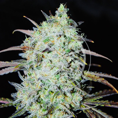 Delicious Seeds Bay Haze semienka neobsahujú THC 1 ks