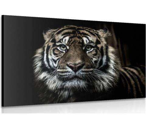 Obraz tiger