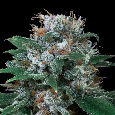 Exclusive Seeds Bank AUTO Critical semena neobsahují THC 5 ks