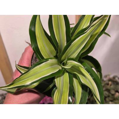 PlantBros flower Dracaena fragrans ‘Malaira’