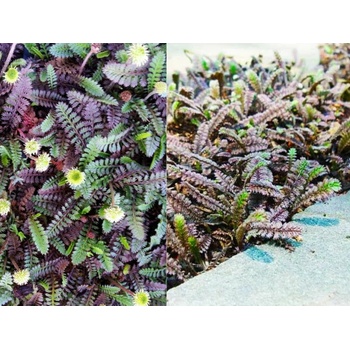 Machovec Platts Black - Leptinella, kont. 0,5 l