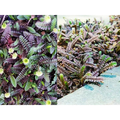 Machovec Platts Black - Leptinella, kont. 0,5 l