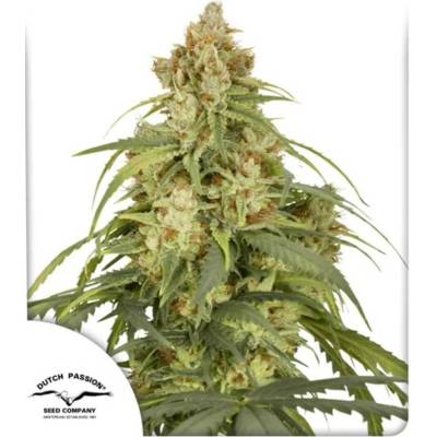 Dutch Passion AUTO CBD-Victory semena neobsahují THC 3 ks