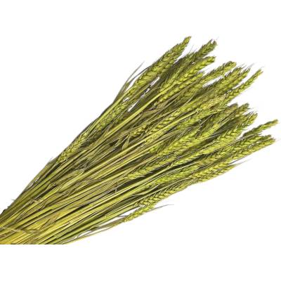 Sušené klasy pšeničné 150g - svetlozelené