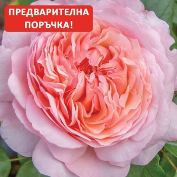 Meilland® Роза Jean De La Fontaine® - (Meilland®)