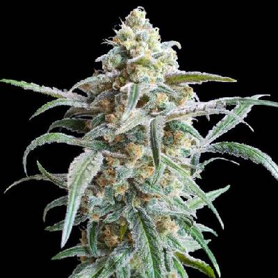 Advanced Seeds Auto Cherry Pie semienka neobsahujú THC 1 ks