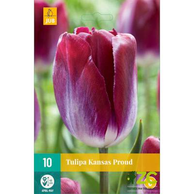 Jub Tulipán Kansas Proud "C" 7 ks