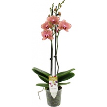 Orchidej Můrovec, Phalaenopsis Pirate Picotee, 2 výhony, bílo - růžová