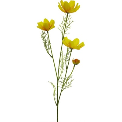 Krásenka - Cosmos bipinatus 'Chanel' zlutá V61 cm