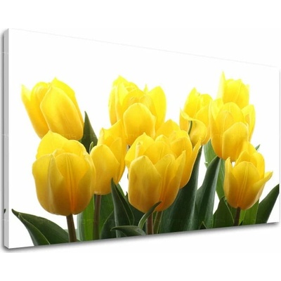 Obraz na stenu KVETY TULIPÁNY - 20x30