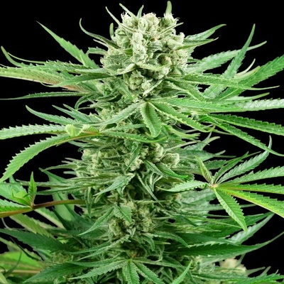 Sensi Seeds Research Papi Chulo OG semienka neobsahujú THC 1 ks