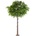 Dub Platinum strom, 300cm