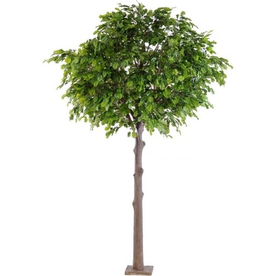 Dub Platinum strom, 300cm