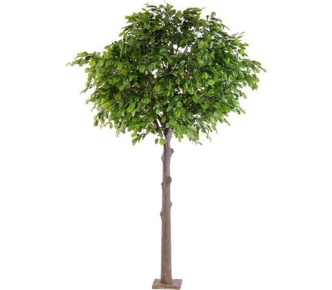 Dub Platinum strom, 300cm