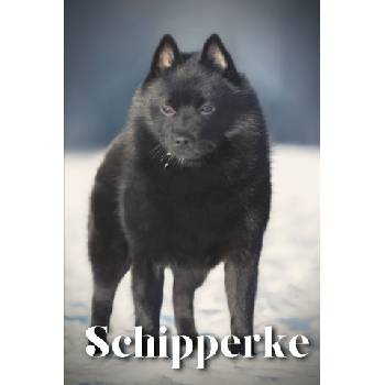 Schipperke