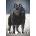 Schipperke