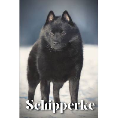 Schipperke