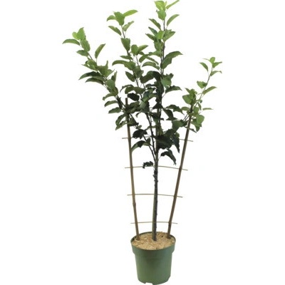 Jabloň jesenná BIO špalier FloraSelf Bio Malus domestica 'Elstar' kvetináč 5 l