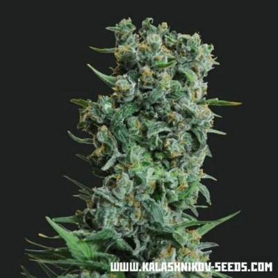 Kalashnikov Seeds Kalashnikov Original semena neobsahují THC 10 ks