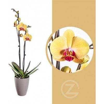 Orchidej Můrovec, Phalaenopsis Goldion, 2 výhony, žluto - vínová