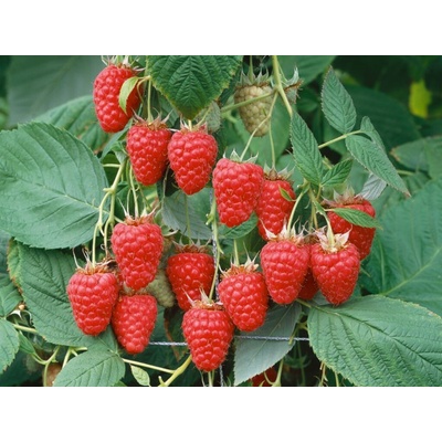 Malina červená Tulameen 20-30 cm, kont. 1 l