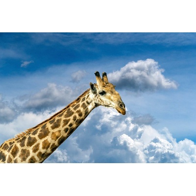 DIMEX ART Флизелинов фототапет жираф 375 x 250 см