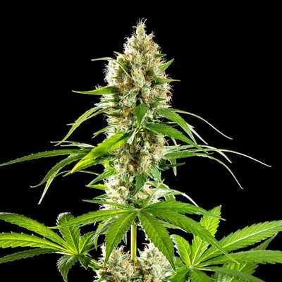 Kannabia Seeds Sunset Sherbet semena neobsahují THC 3 ks