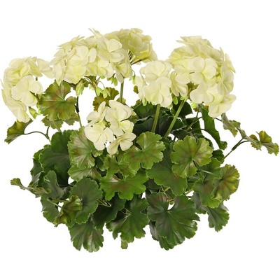 Geránium bielá vonkajšia, 39cm