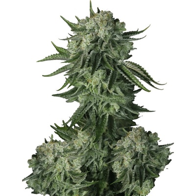 Fastbuds Moby Dick Auto semienka neobsahujú THC 100 ks