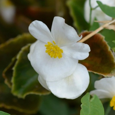 Begónie Superstar F1 White - Begonia semperflorens - osivo begónie - 20 ks
