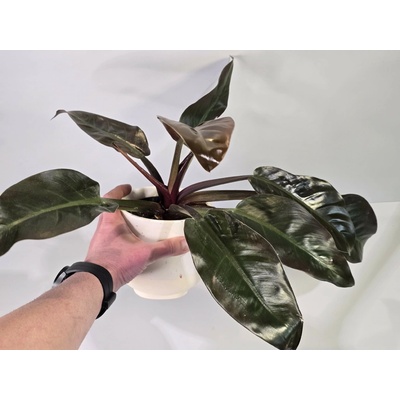 PlanBros flower Philodendron Imperial Red