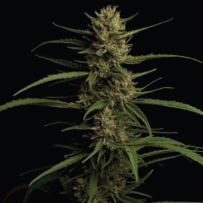 Humboldt Seed Company Caribbean Queen semienka neobsahujú THC 5 ks