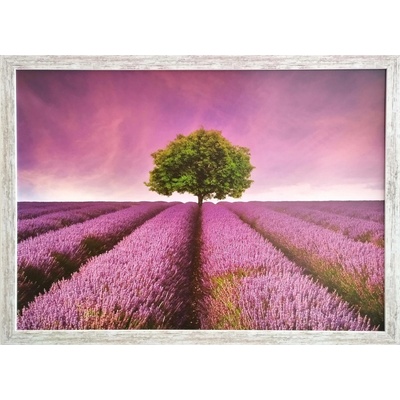 Bondecor Obraz v rámu "Levandulové pole" 70x50cm