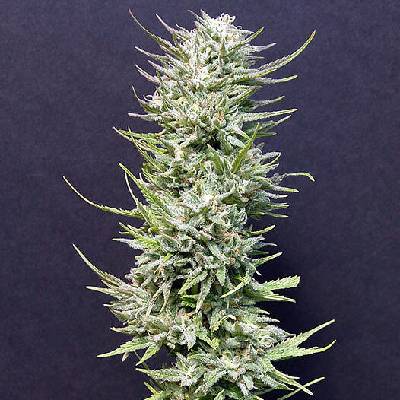 Big Head Seeds Big Freeze Semienka neobsahujú THC 10 ks