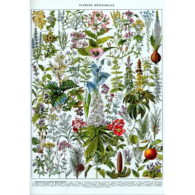 Grafika Ilustrácia z Larousse Liečivé rastliny 1000 dielov