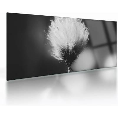 Sklenený obraz - Čiernobiely cottongrass, jednodielne 100x50 cm na skle