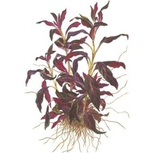 Ludwigia glandulosa