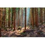 DIMEX ART Флизелинов фототапет смърчова гора 375 x 250 см