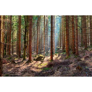 DIMEX ART Флизелинов фототапет смърчова гора 375 x 250 см