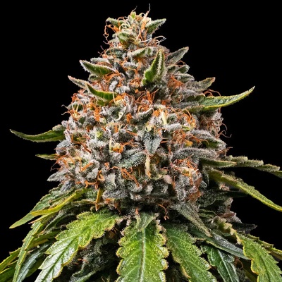 Barney's Farm White Widow XXL semienka neobsahujú THC 10 ks