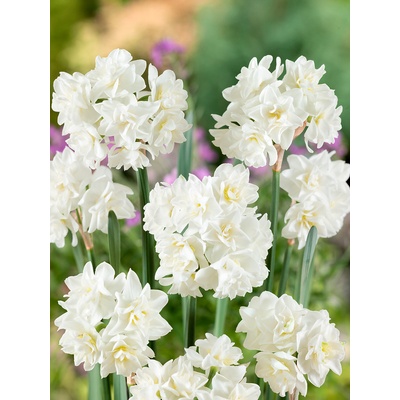 Narcis 'Erlicheer' 5 ks – Hledejceny.cz