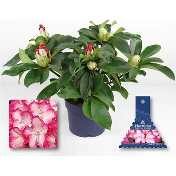 Rhododendron Hortinno Garden XXL - 17cm - Fleurametz - CZ - Heureka.cz