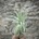 Tillandsia gardneri