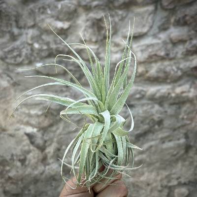 Tillandsia gardneri