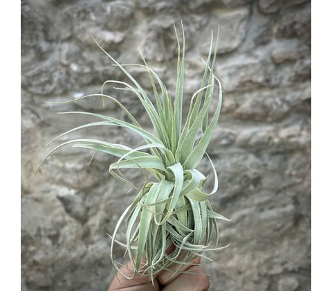 Tillandsia gardneri