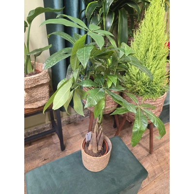 Pachira Aquatica, strom štěstí – Zboží Dáma