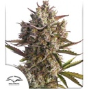 Dutch Passion AUTO Blueberry semena neobsahují THC 3 ks